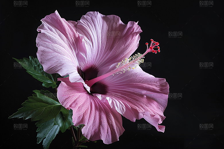 木槿花自然木棉摄影图