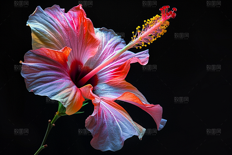 木槿花花卉高清摄影图
