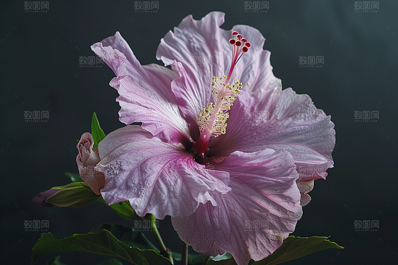 木槿花自然清新摄影图