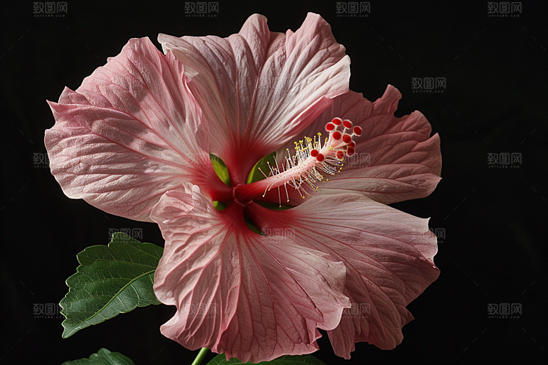 木槿花唯美木棉摄影图