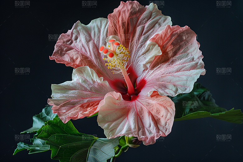 木槿花植物夏天摄影图