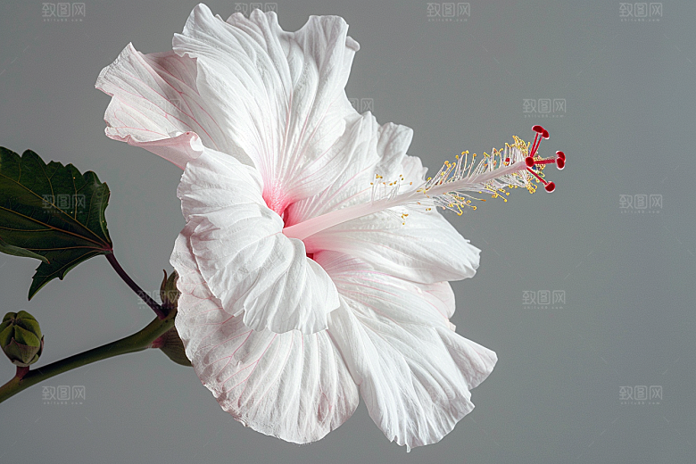 木槿花木棉花卉摄影图