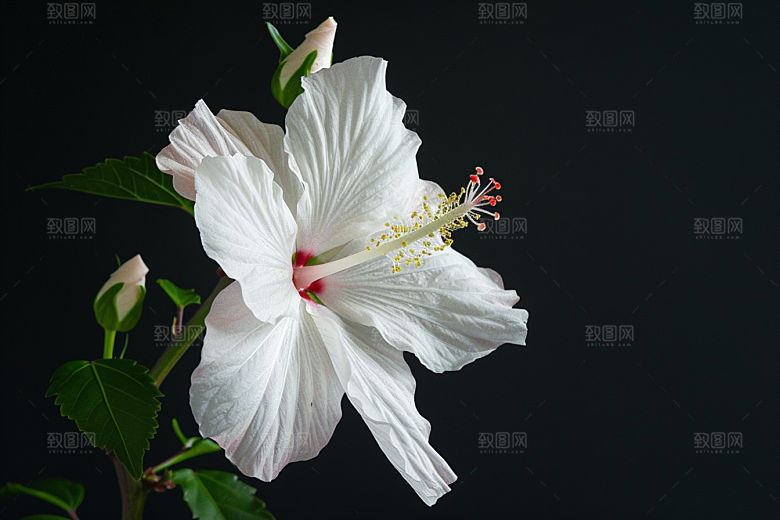 木槿花夏季夏天摄影图