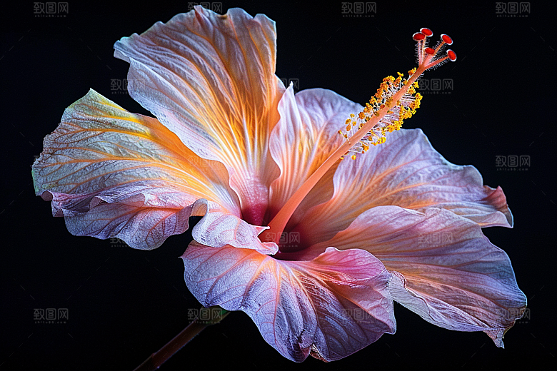 木槿花自然花朵摄影图