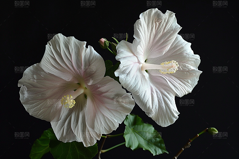 木槿花花卉夏天摄影图