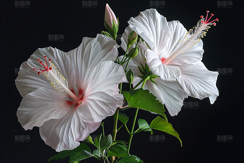 木槿花夏天花朵摄影图