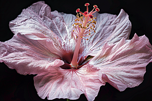 木槿花彩色夏季摄影图