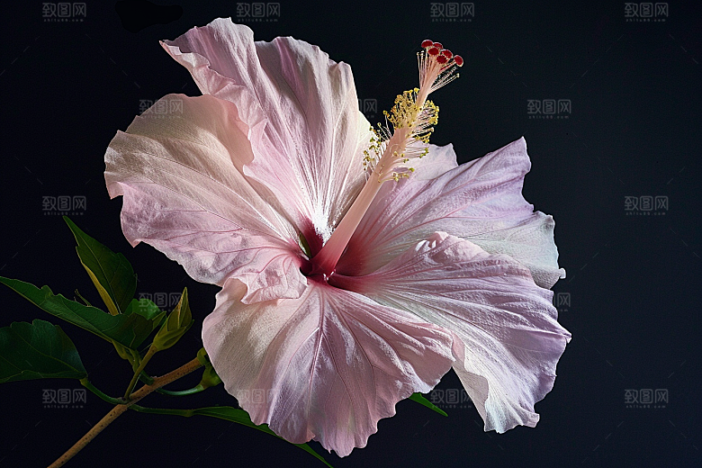 木槿花高清植物摄影图