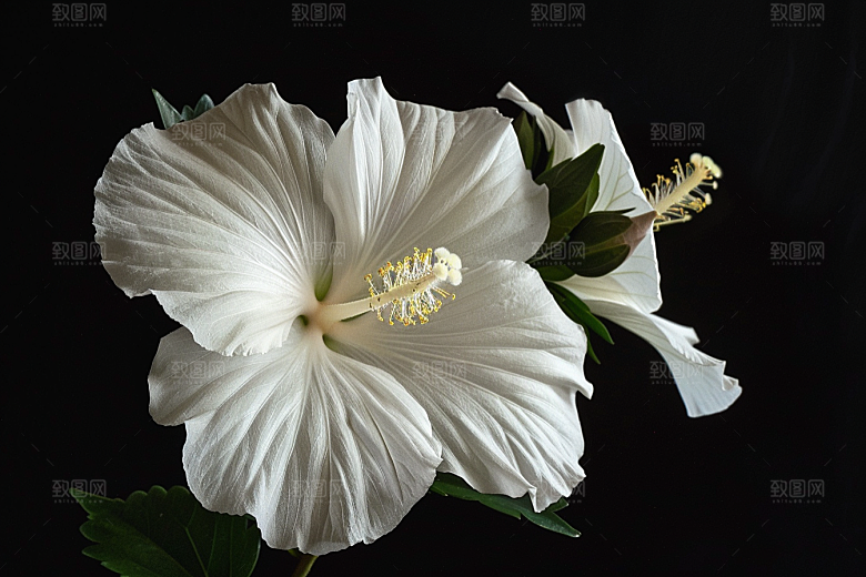 木槿花夏季花朵摄影图