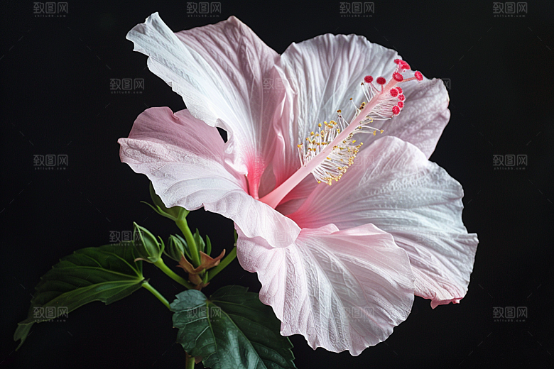 木槿花清新花朵摄影图