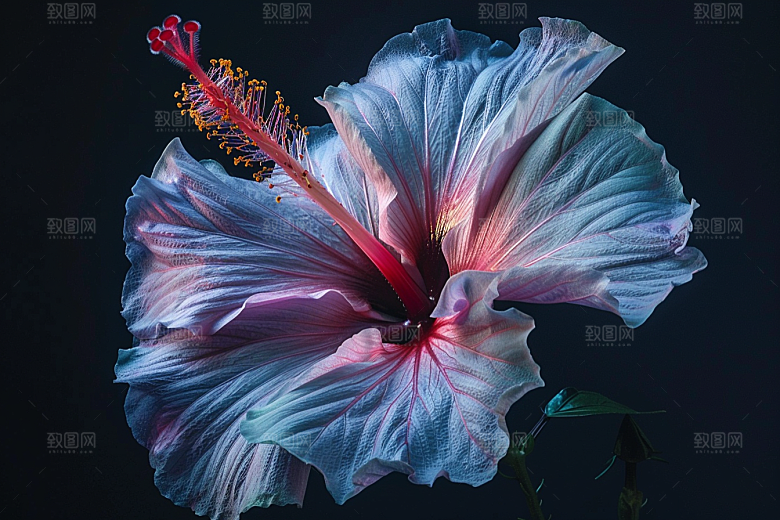 木槿花夏季夏天摄影图