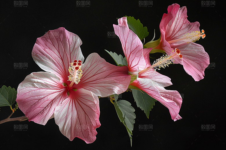木槿花夏季花朵摄影图