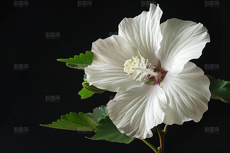 木槿花夏天唯美摄影图