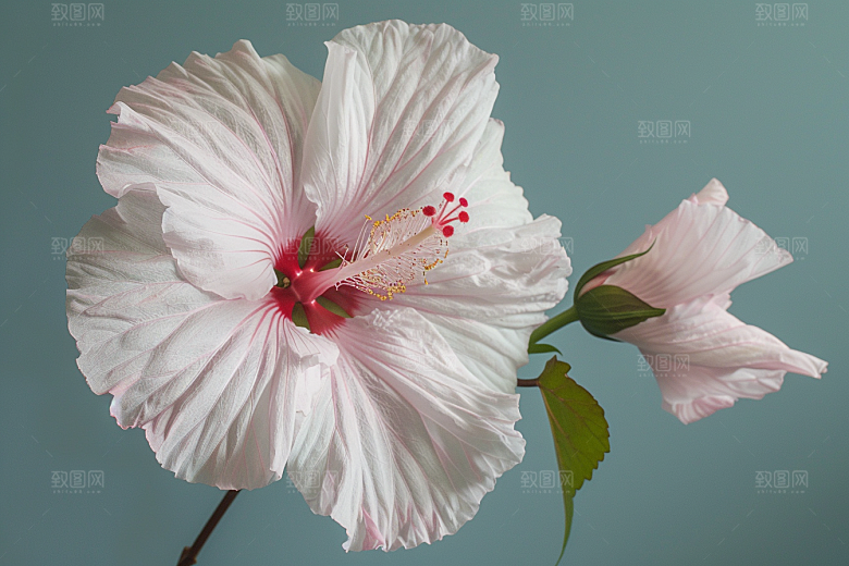 木槿花夏天木棉摄影图