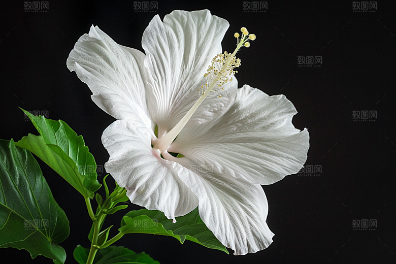 木槿花彩色高清摄影图