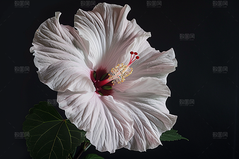木槿花自然彩色摄影图