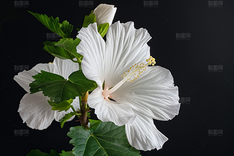 木槿花夏季花朵摄影图