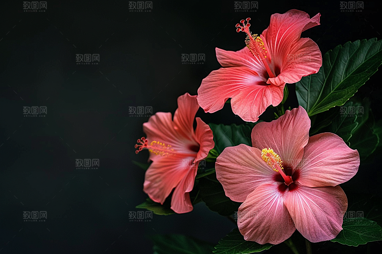 木槿花清新夏天摄影图