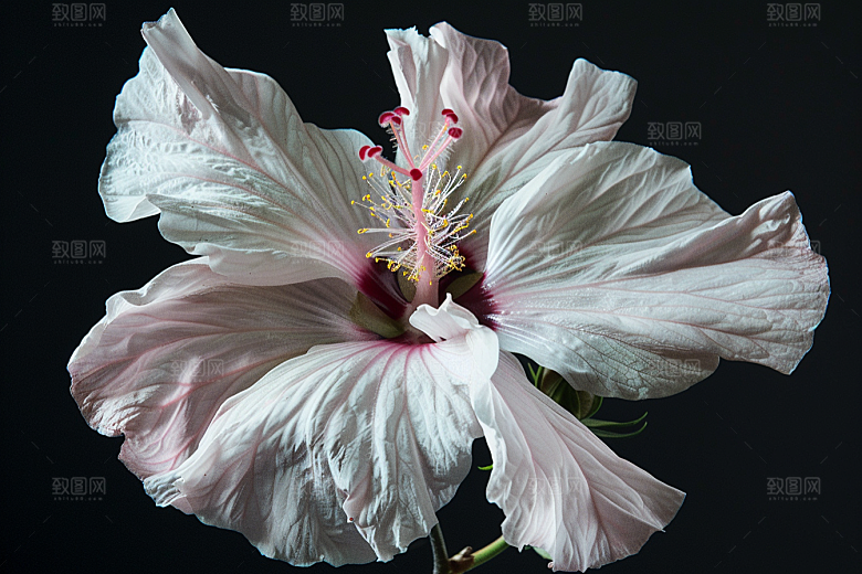 木槿花木棉花朵摄影图