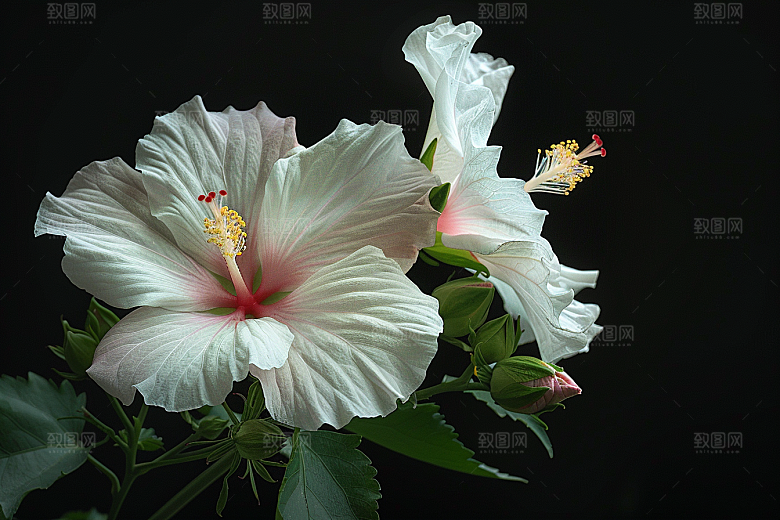 木槿花夏天木棉摄影图