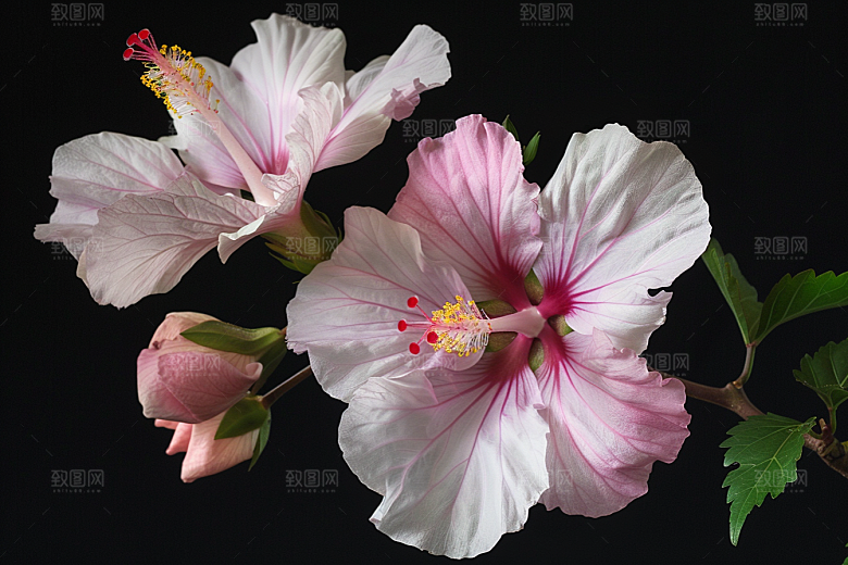木槿花花朵夏天摄影图