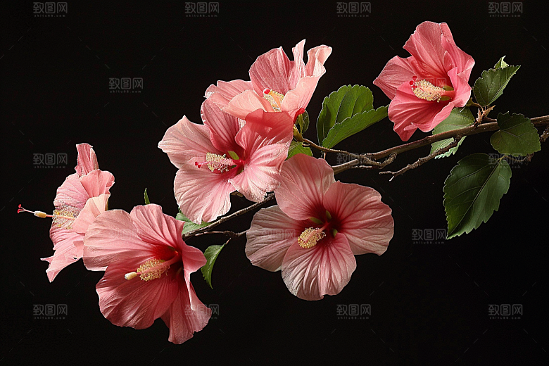 木槿花植物花朵摄影图
