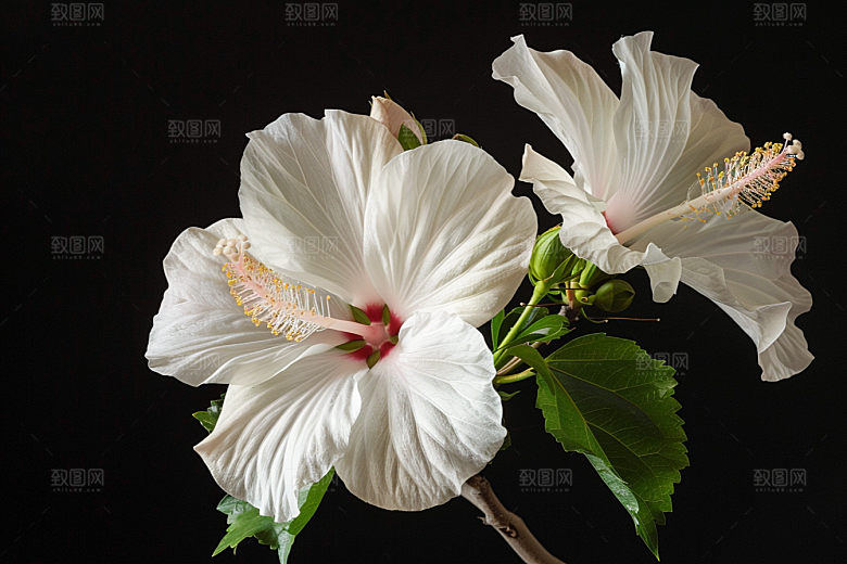 木槿花清新高清摄影图