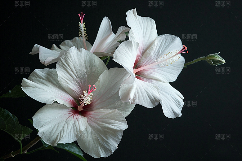 木槿花木棉夏天摄影图