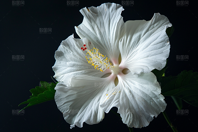 木槿花夏天唯美摄影图