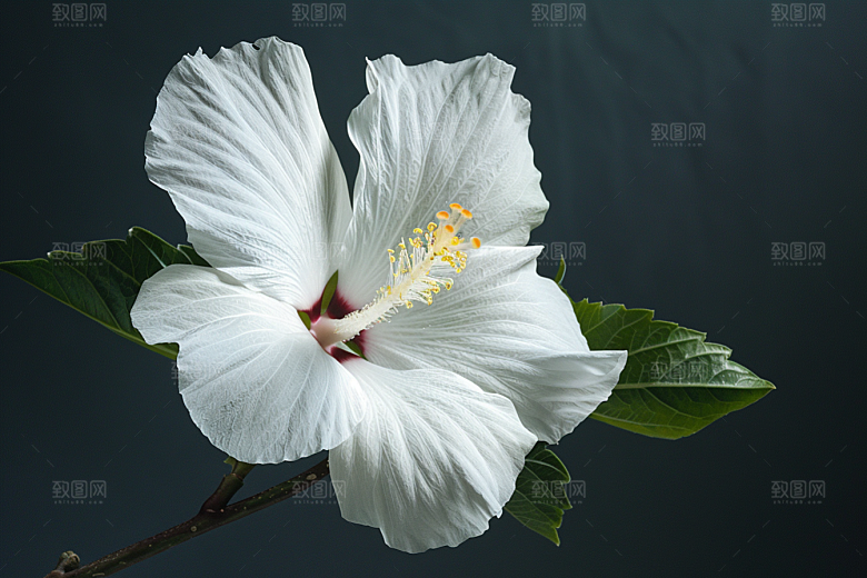 木槿花夏天植物摄影图