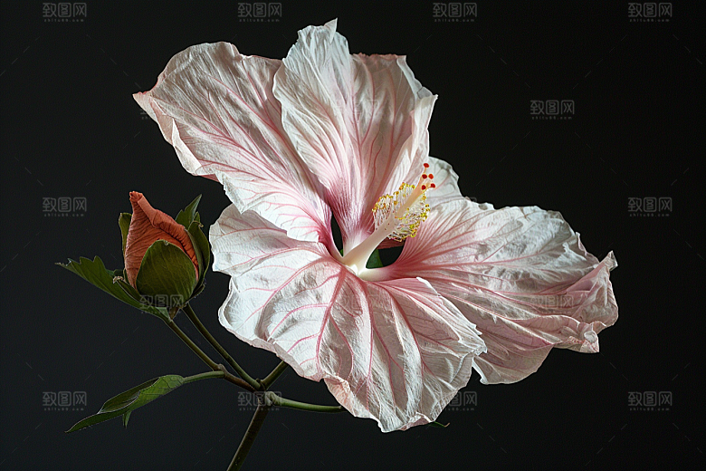 木槿花木棉花卉摄影图