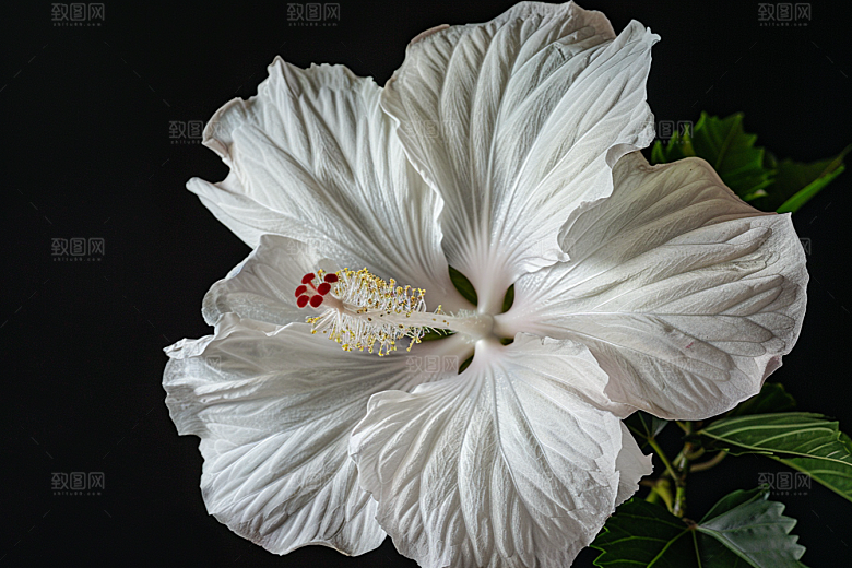 木槿花高清夏天摄影图