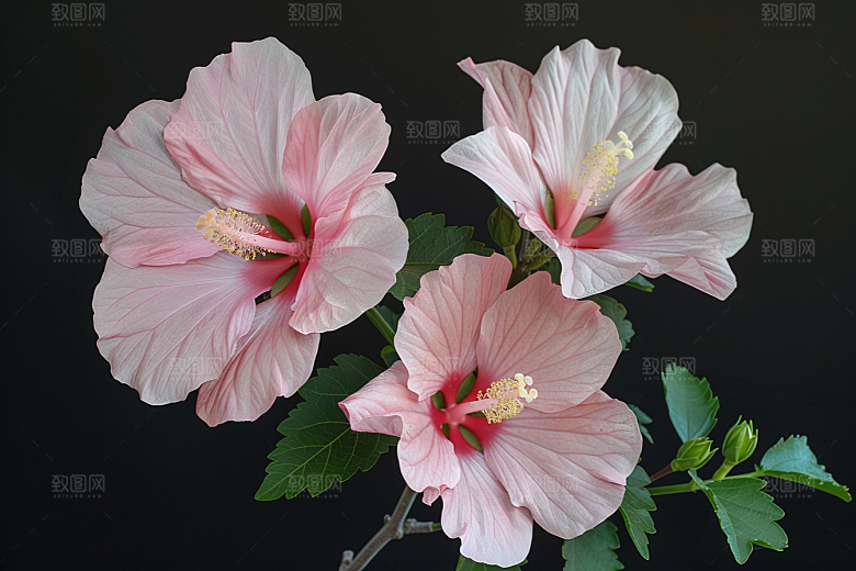 木槿花夏季自然摄影图