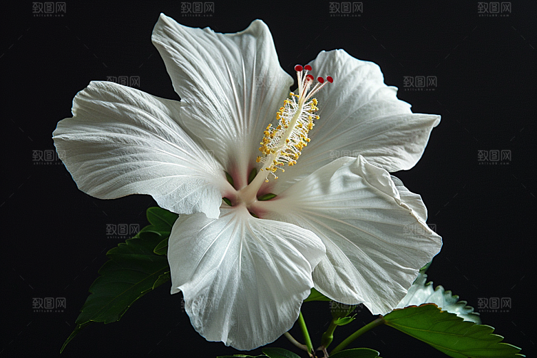 木槿花高清夏天摄影图
