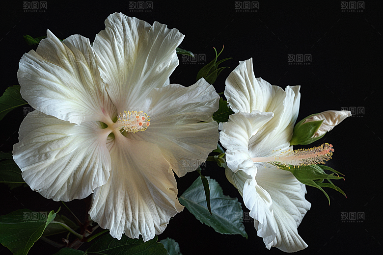 木槿花花卉木棉摄影图