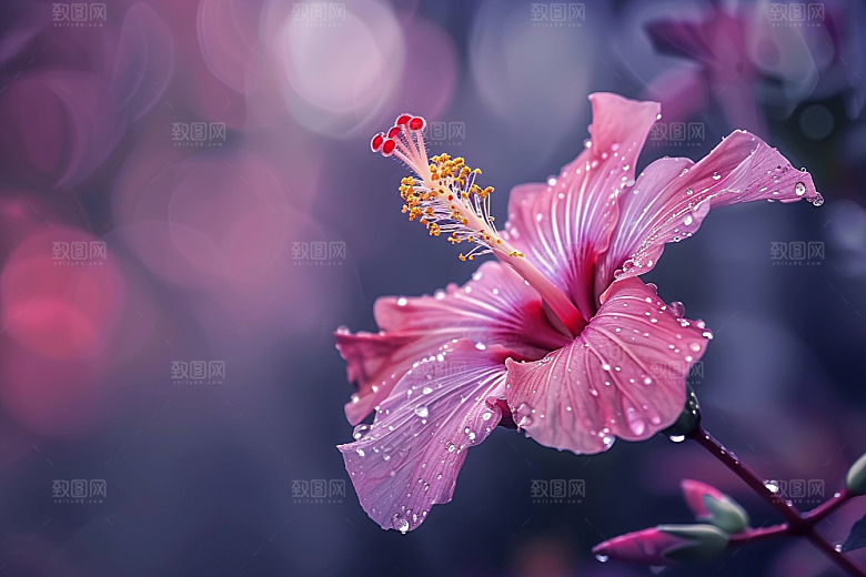木槿花彩色清新摄影图