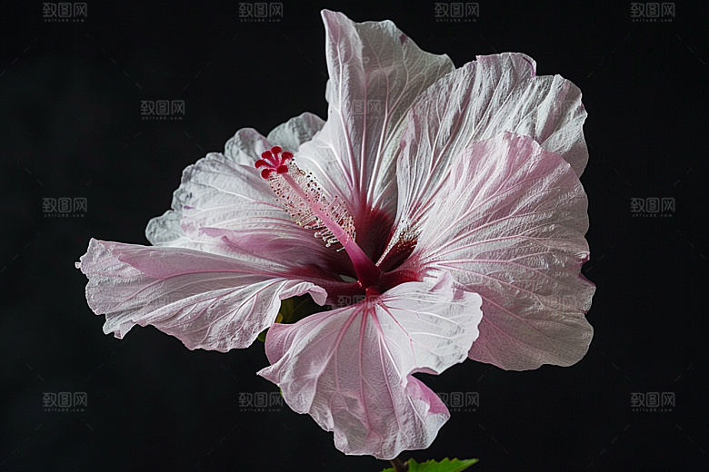 木槿花植物木棉摄影图
