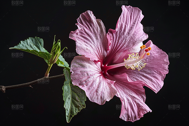 木槿花清新木棉摄影图
