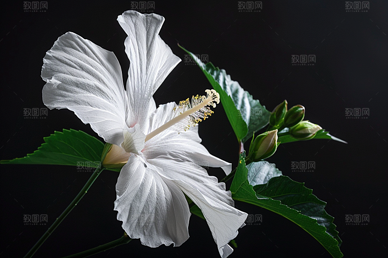 木槿花彩色唯美摄影图