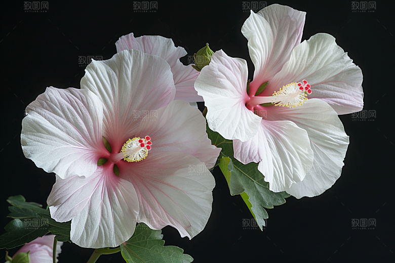 木槿花花朵植物摄影图