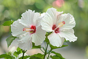 木槿花花卉木棉摄影图