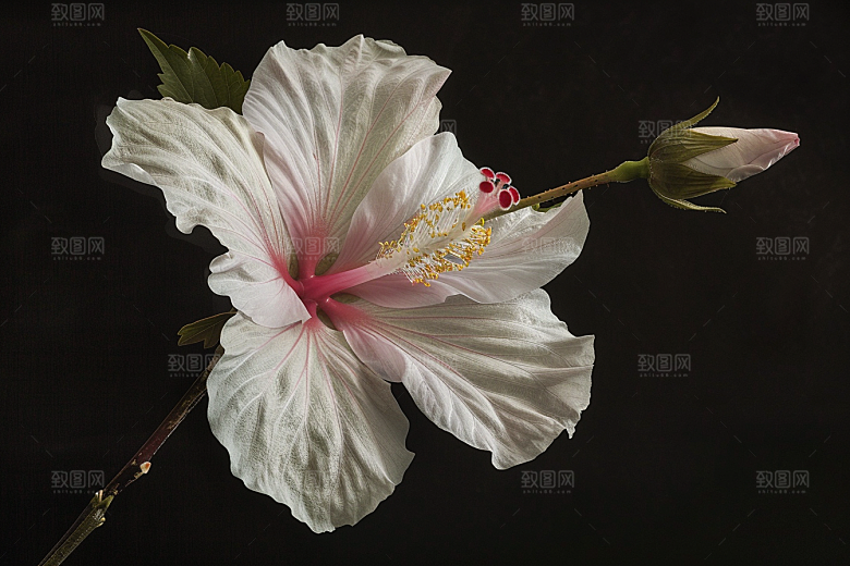 木槿花花朵花卉摄影图