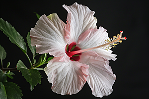 木槿花彩色高清摄影图
