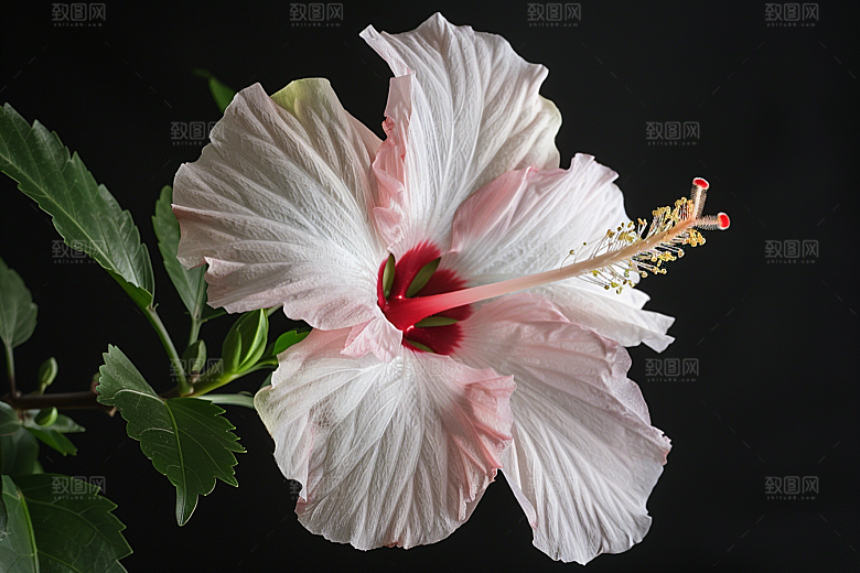木槿花彩色高清摄影图