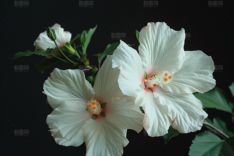 木槿花夏天清新摄影图