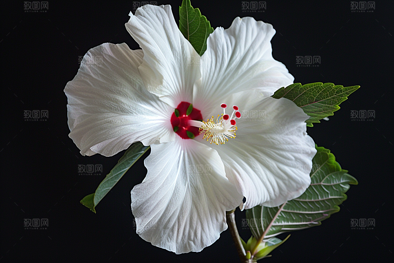 木槿花彩色清新摄影图