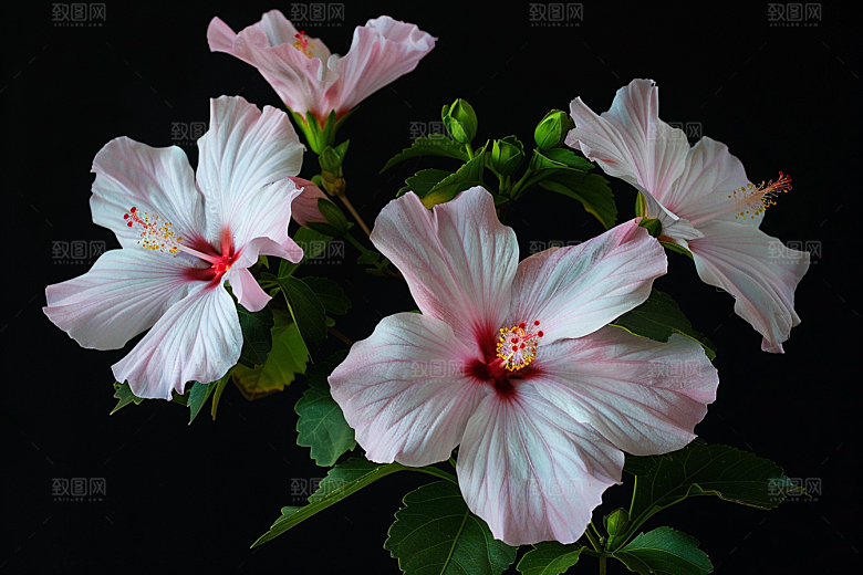 木槿花花朵夏天摄影图