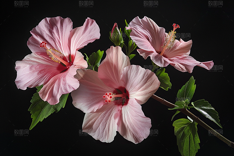 木槿花彩色花朵摄影图
