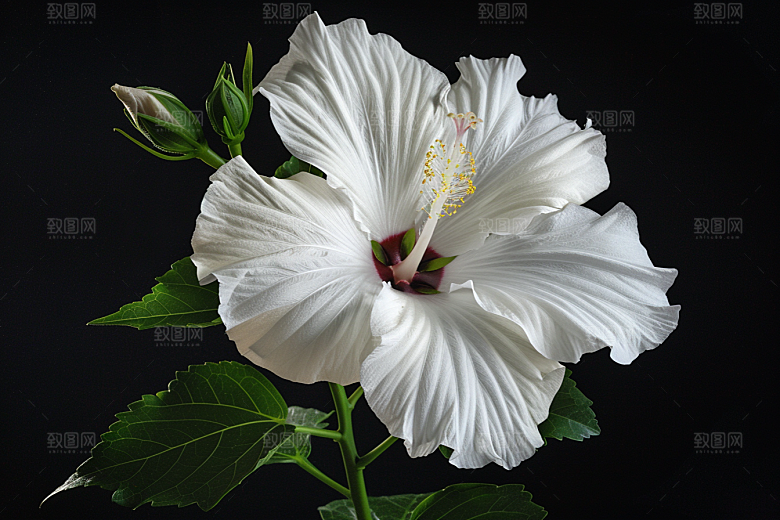 木槿花木棉彩色摄影图