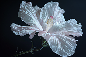 木槿花夏季自然摄影图
